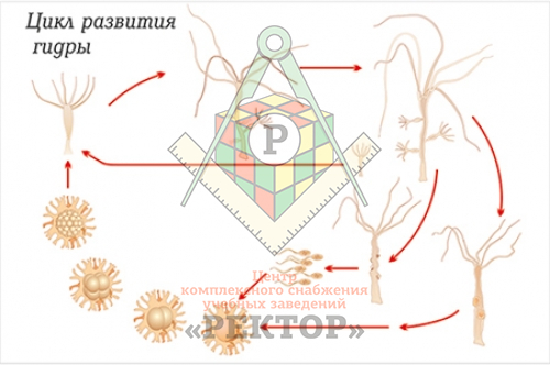 Кракен даркнет только через